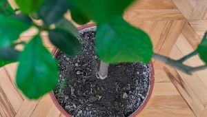 Czy biały nalot w doniczce da się szybko usunąć?