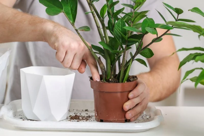 Gdy białego nalotu w doniczce jest dużo, najlepiej przesadzić roślinę.