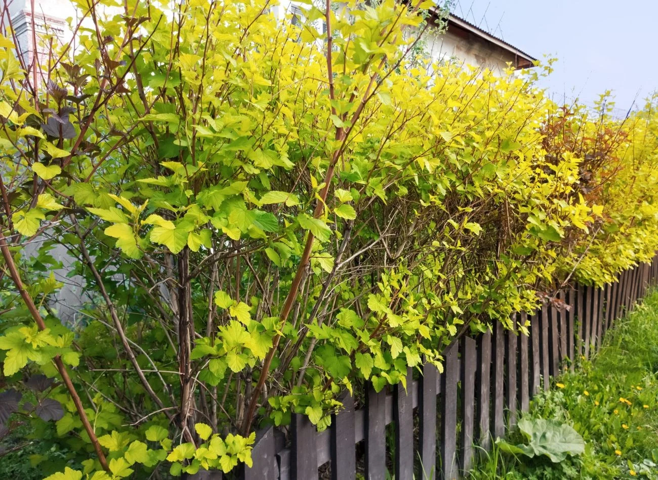 Drzewo sąsiada utrudnia korzystanie z posesji? Sąd może nakazać mu przycięcie lub całkowite usunięcie rośliny. Fot. iulliaalekeeva/123RFR.com