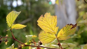 Czym nawozić maliny jesienią? Poznaj mieszankę na wzmocnienie krzewów.