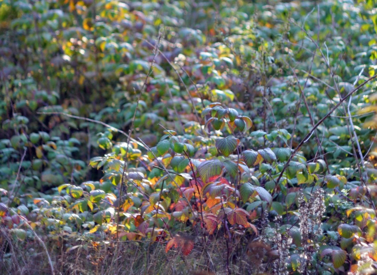 Kiedy jesienią krzewy malin dostaną wszystko, czego potrzebują, stają się znacznie bardziej odporne na mróz