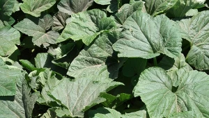 Co zrobić, żeby gleba odpoczęła po cukinii. Oczyść grządki, ale nie zostawiaj ich pustych