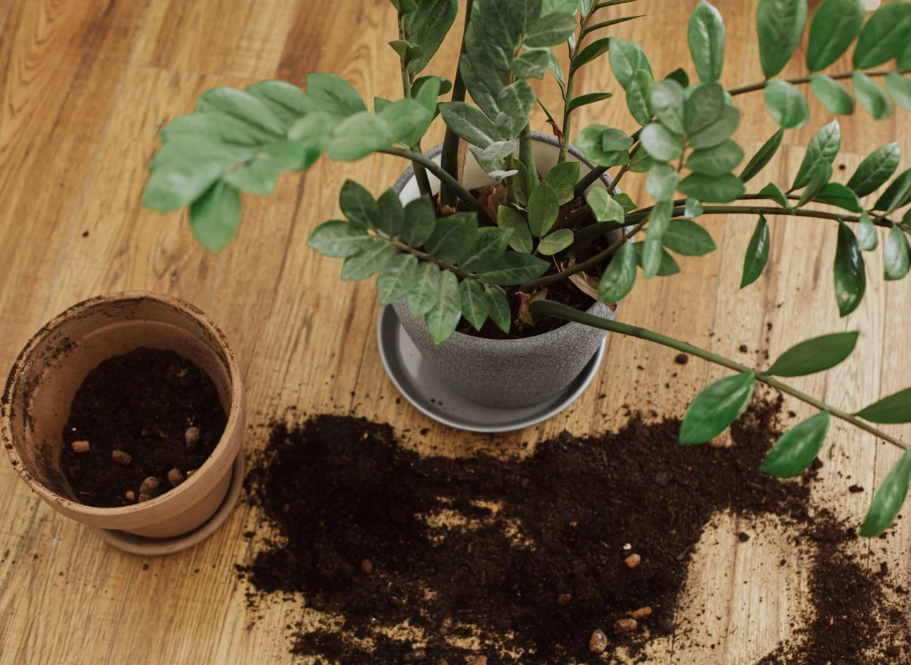 Jaja ziemiórek można przynieść do domu wraz z nowymi roślinami, dlatego warto przesadzić je krótko po zakupie, usuwając wierzchnią warstwę ziemi.