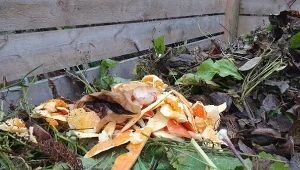 Kompost będzie pracował na najwyższych obrotach. Bezcenna rada eksperta