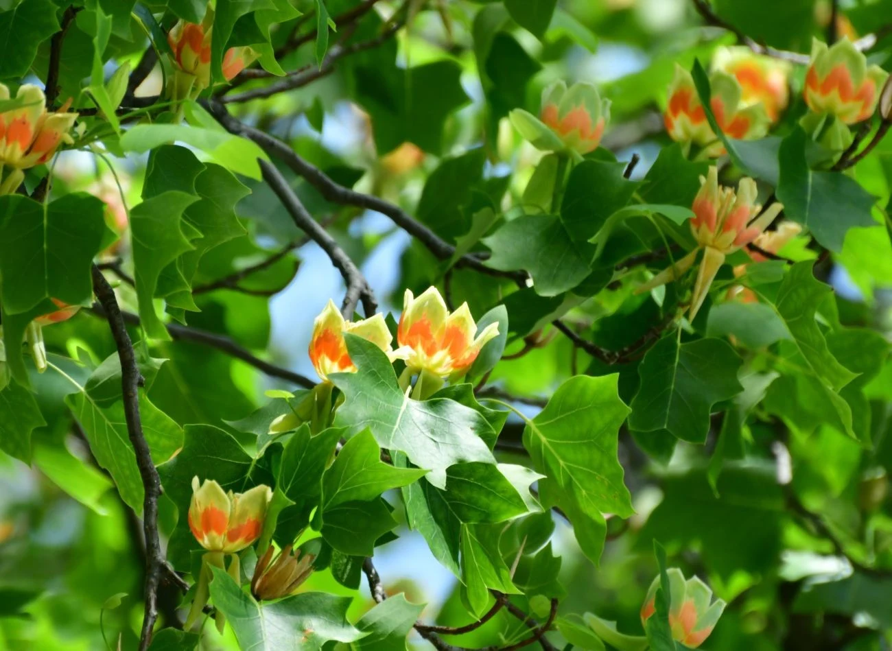 Liście tulipanowca są w obrysie prawie czworokątne i podzielone na cztery klapy.