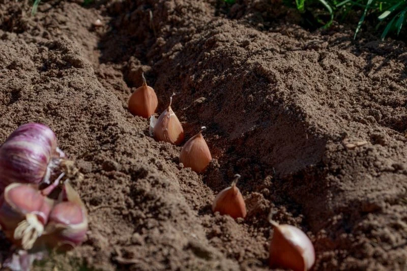 Sadząc czosnek jesienią, powinniśmy wziąć pod uwagę warunki atmosferyczne