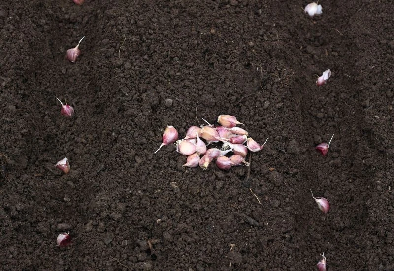 Ząbki czosnku można przed posadzeniem obtoczyć w mączce bazaltowej