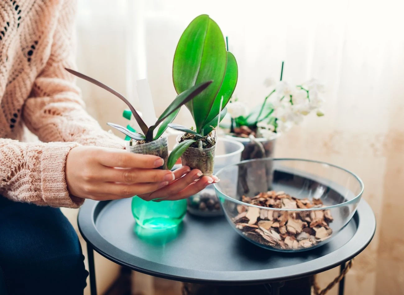 Przesadzanie roślin to również dobry czas na ich rozmnożenie i powiększenie kolekcji.