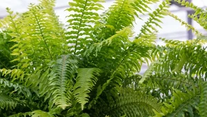 Paproć domowa nie jest trudna w uprawie, ale kilka wymagań, które trzeba jej zapewnić, by bujnie rosła.