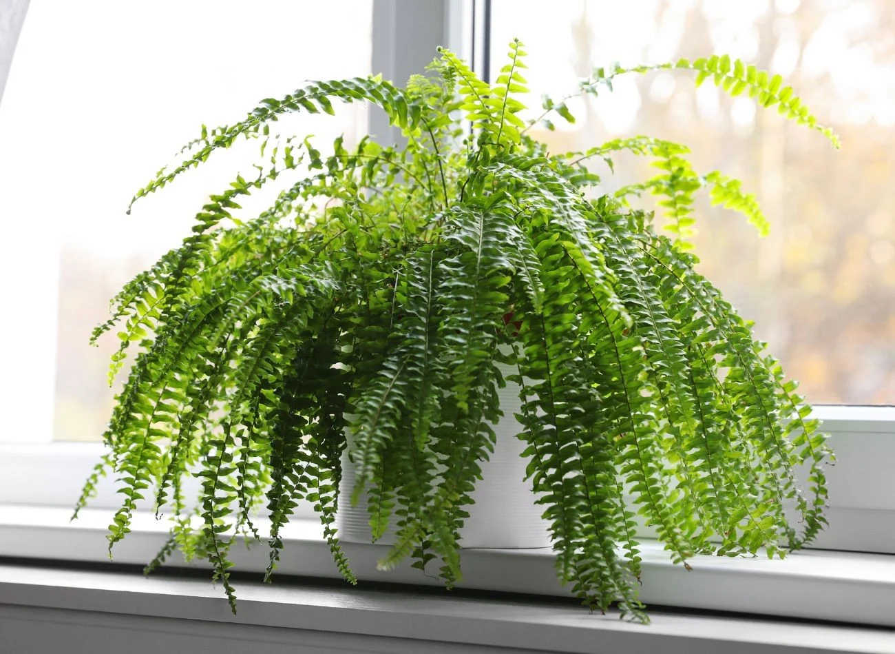 Paprotki nie lubią bezpośredniego słońca, dlatego dobrze sprawdzą się np