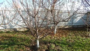 Dlaczego jesienne nawożenie drzew owocowych jest tak istotne?