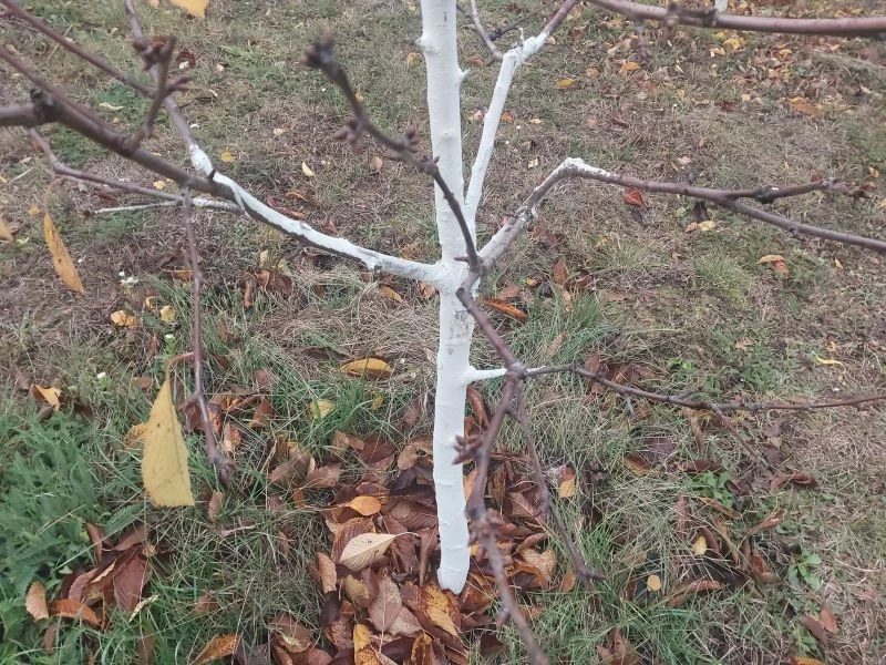 Jesienne nawozy do drzew owocowych stosujemy na wilgotną glebę