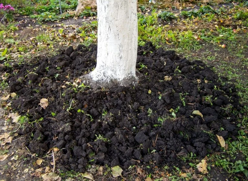 Jesienią drzewa owocowe warto dokarmiać kompostem