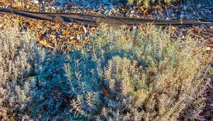 Wzmocnienie dla lawendy przed zimą. Wiosną odrodzi się jeszcze piękniejsza