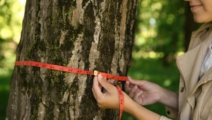 Wycinka drzew na własnej działce, już obowiązują nowe zasady. Pomyłka może sporo kosztować