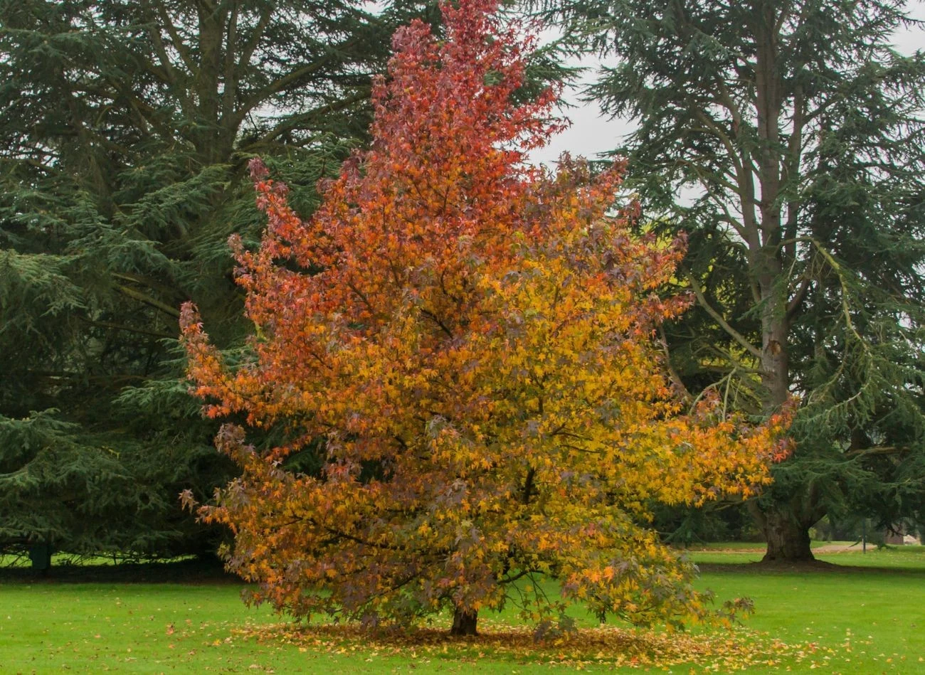 To, czy planowana wycinka musi zostać zgłoszona, zależy od gatunku drzewa i obwodu jego pnia na wysokości 5 cm nad ziemią