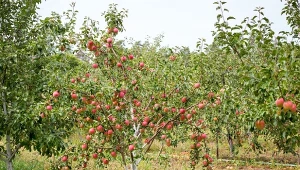 Jak walczyć z parchem jabłoni naturalnymi sposobami?