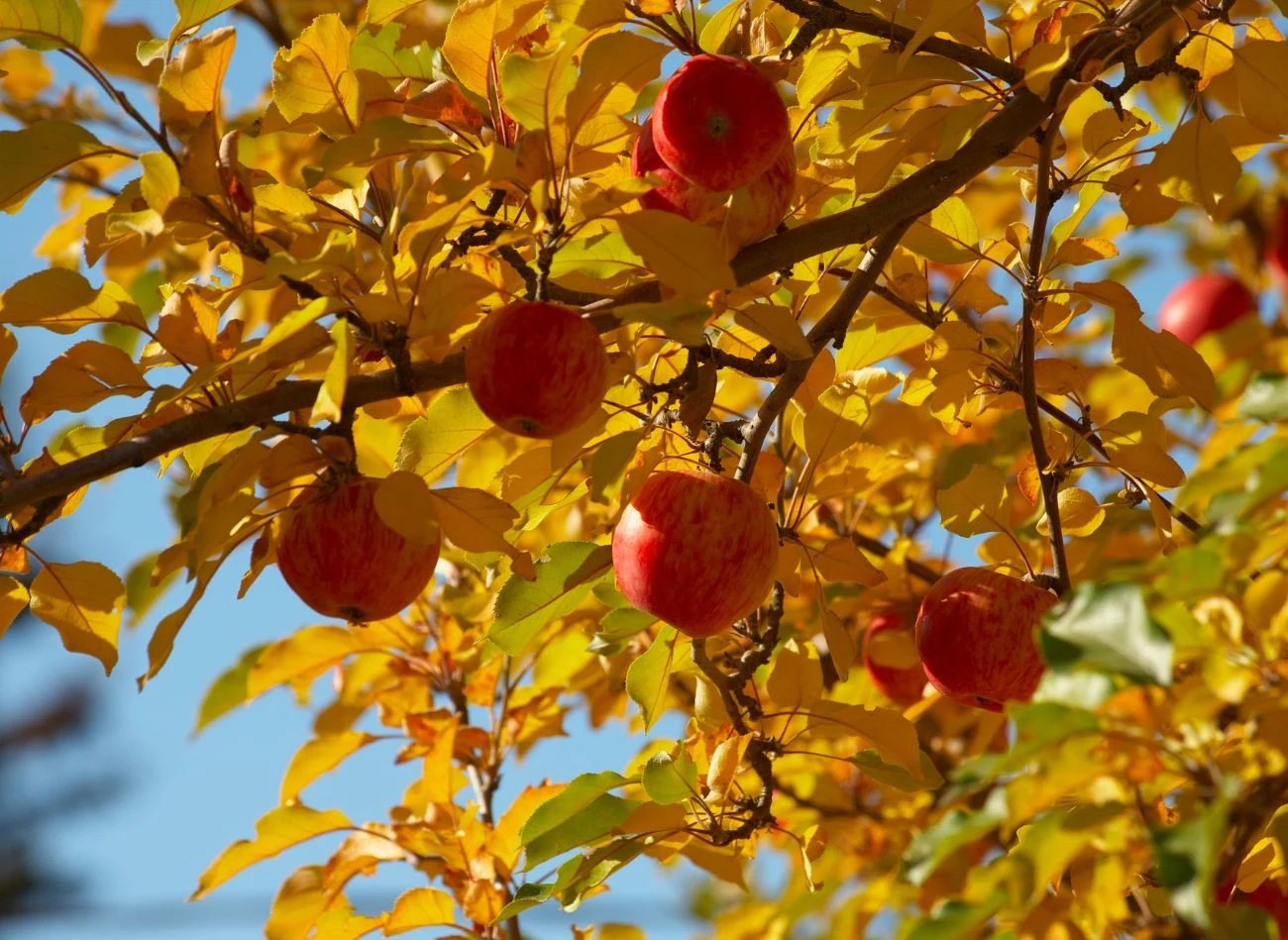 Najskuteczniejsza, naturalna ochrona przed parchem jabłoni łączy w sobie jesienne grabienie opadłych liści i systematyczne stosowania naturalnych oprysków.