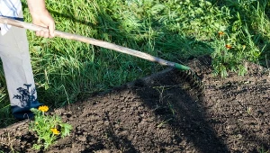 Nie wyrzucaj, tylko zakop. Wiosną warzywa będą rosły jak na drożdżach