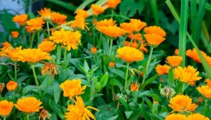 Wysiej w tym terminie. Kwiatowy spektakl na parapecie potrwa aż do jesieni