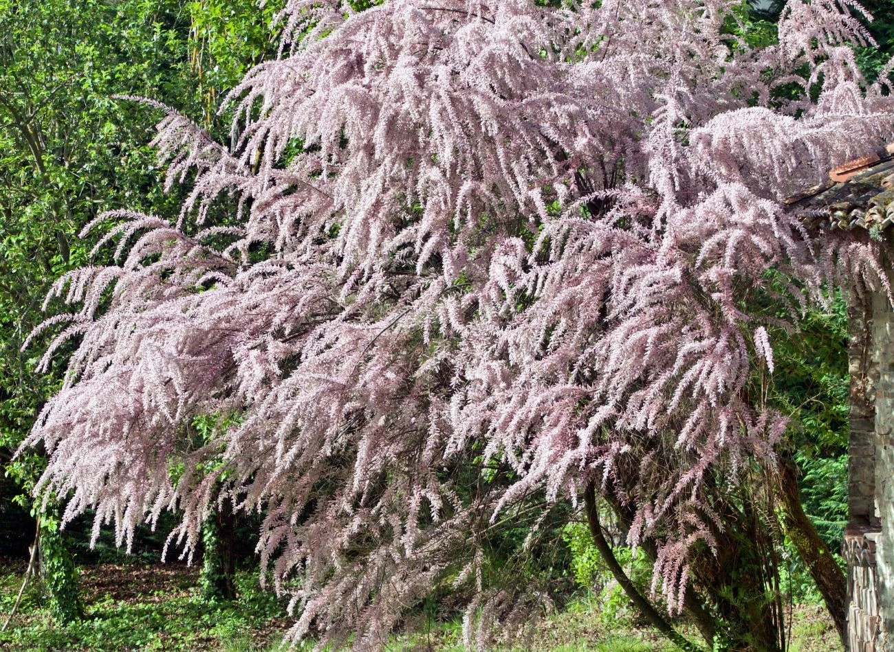 Tamaryszek drobnokwiatowy pięknie prezentuje się jako soliter.