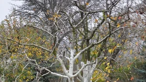 Najlepszy termin na bielenie drzew owocowych. Wielu ogrodników robi to źle