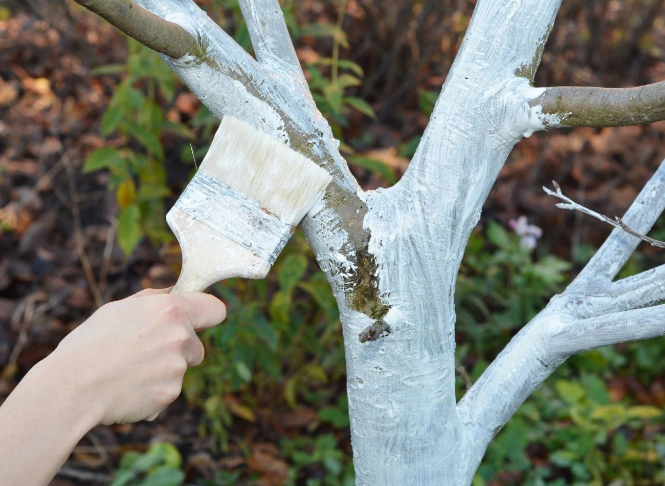 Nierównomierne pokrycie mieszanką pni drzew to jeden z najczęstszych błędów podczas bielenia.