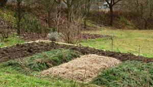 Co daje ściółkowanie gleby jesienią?