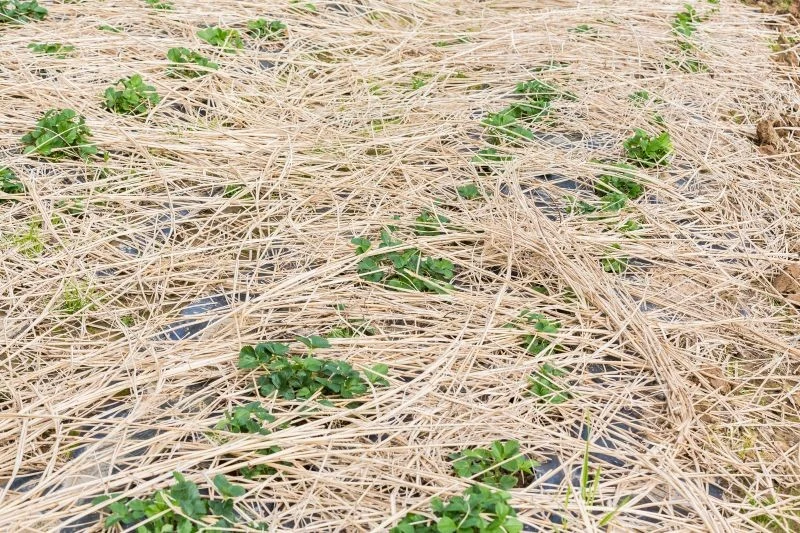 Słoma to jeden z sześciu najlepszych materiałów do ściółkowania jesienią