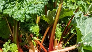 Rabarbar można sadzić zarówno wiosną, jak i jesienią. Jednak późniejszy termin jest bardziej korzystny.