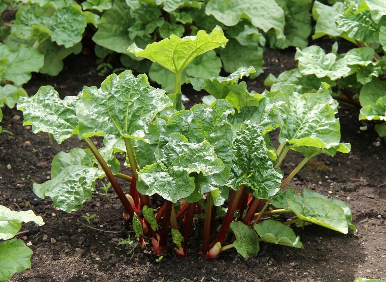 Rabarbar można zbierać po ok