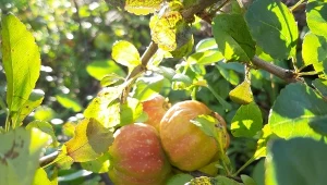 Pigwowiec japoński doskonale poradzi sobie w piaszczystej glebie.