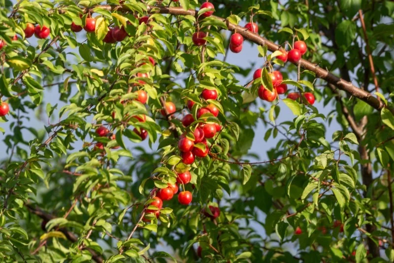 Jakie drzewa owocowe można sadzić na piaszczystej glebie? Niektóre gatunki śliwy uwielbiają takie podłoże.