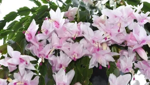 Domowa odżywka sprawi, że grudnik będzie kwitł bujniej niż kiedykolwiek wcześniej.