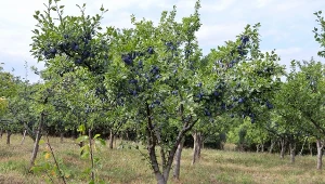 Jeszcze w październiku wysiej pod śliwą. Działa lepiej niż taczki obornika