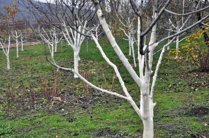 Co dają nawozy zielone pod drzewami owocowymi