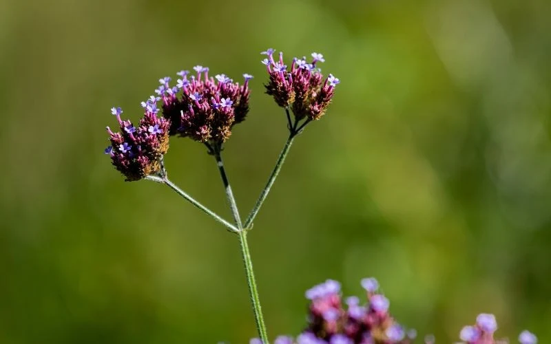 Werbena kwitnie od lipca aż do pierwszych przymrozków
