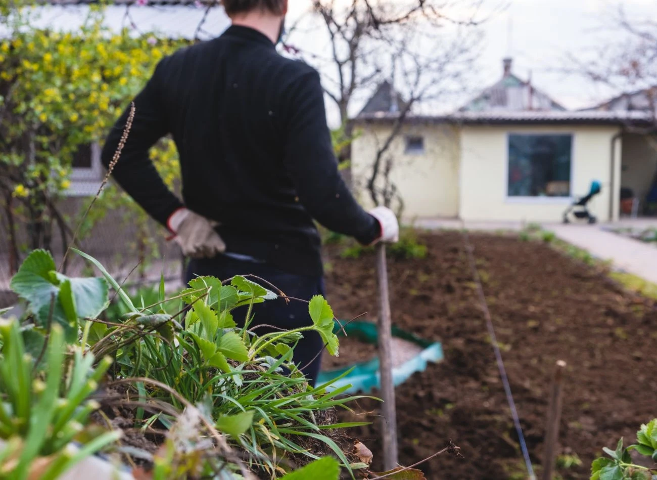 Metod no dig może zminimalizować ilość chwastów, choć i tak należy przy tym dbać o regularne pielenie.