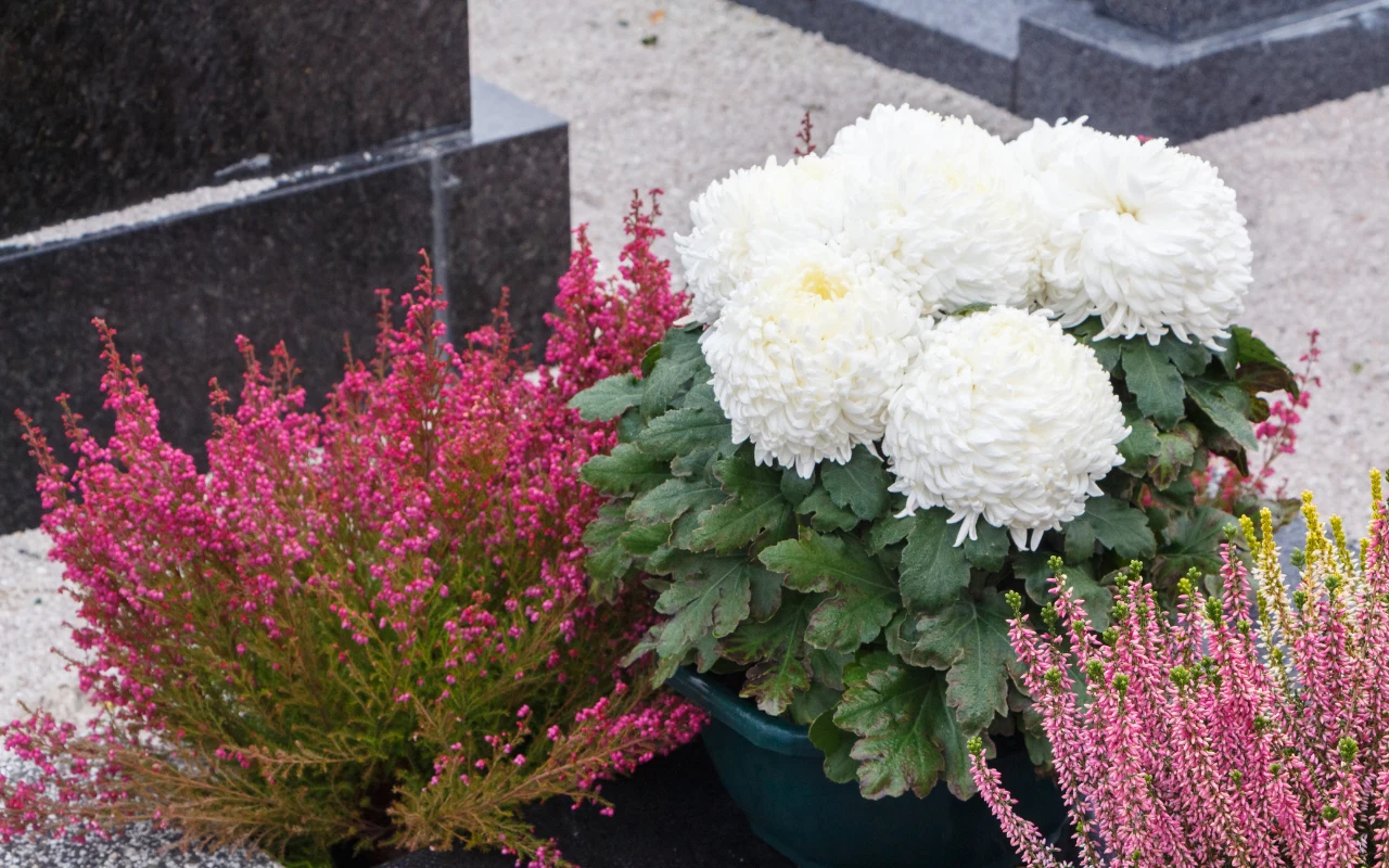 Odporne kwiaty na cmentarz. Co wybrać zamiast chryzantem?