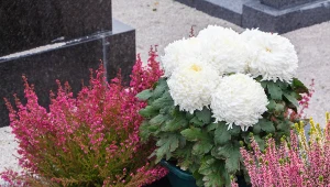 Nie musisz kupować chryzantem. Te rośliny są równie piękne i jeszcze trwalsze