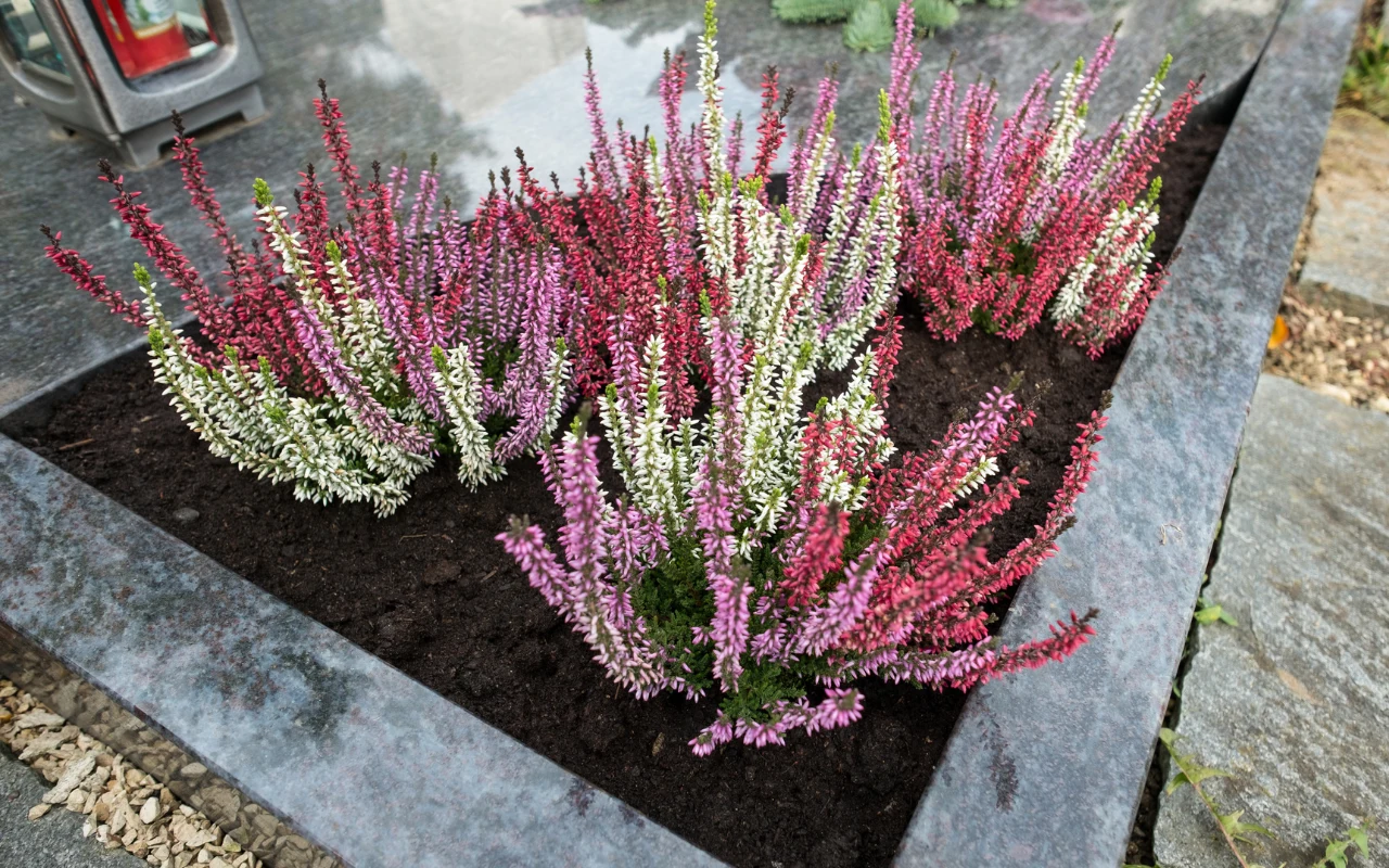 Wrzosy i wrzośce tworzą dekoracyjne kompozycje na cmentarz 