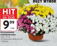 Хризантема Hit
