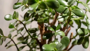 Grubosz jajowaty nazywany jest drzewkiem szczęścia.