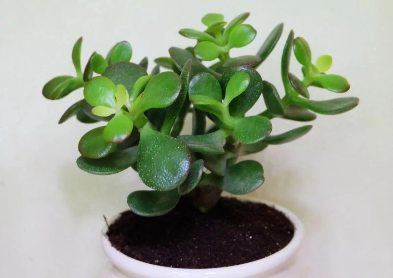 Grubosz jajowaty wyróżnia się przede wszystkim dzięki swoim owalnym liściom.