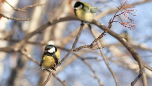 Dlaczego ptaki nie przylatują do ogrodowego karmnika? Przyczyn może być kilka.