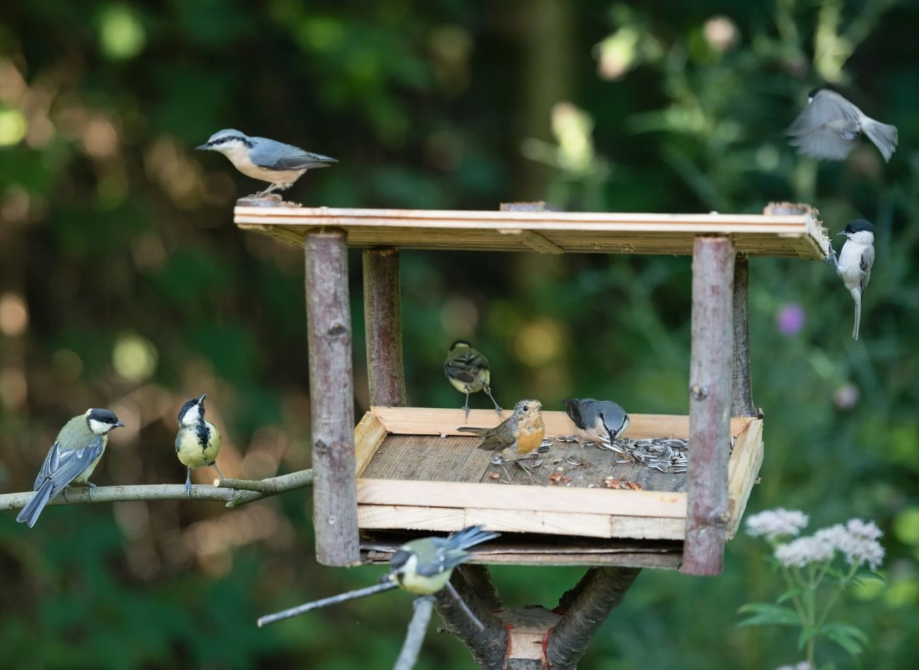 Dla ptaków bardzo ważna jest bliskość zarośli w pobliżu karmnika.