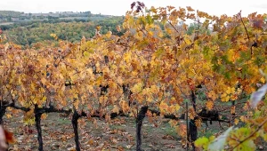 Kiedy i czym wapnować glebę w winnicy?