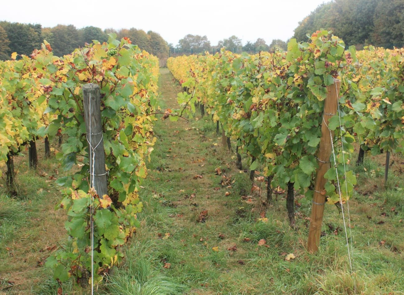 Glebę w winnicy najlepiej wapnować jesienią, ponieważ ten rodzaj nawozu potrzebuje dużo czasu i wilgoci, aby zaczął działać.