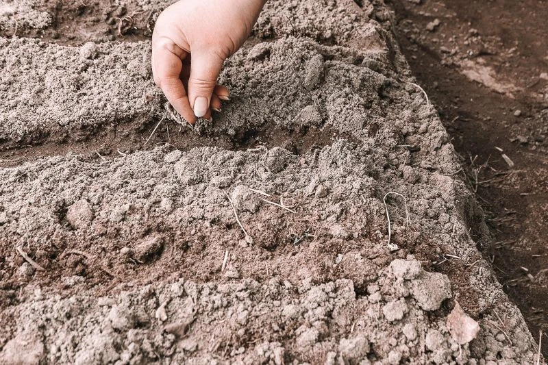 Siew nawozów zielonych pomoże utrzymać odpowiednią żyzność gleby