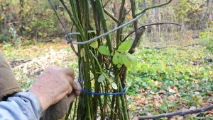 Przycinanie i zabezpieczanie róż pnących przed zimą należy robić od końca października.
